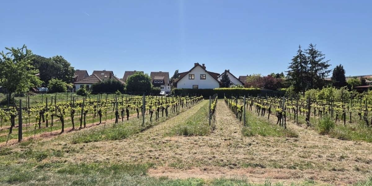 Blick in den Weinberg